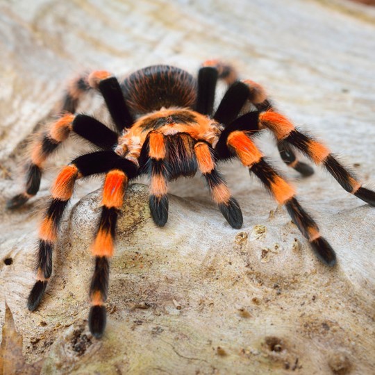 Tarantula